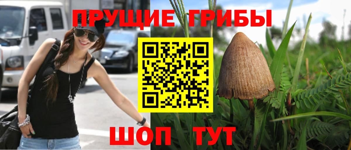 Псилоцибиновые грибы Psilocybe  Галлюциногенные грибы прущие грибы  Вход с VPN  Апатиты 